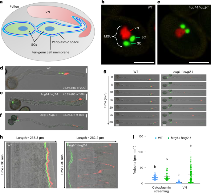 Unidade de Gêrmen Masculino de Arabidopsis com Cinesinas HUG1 e HUG2